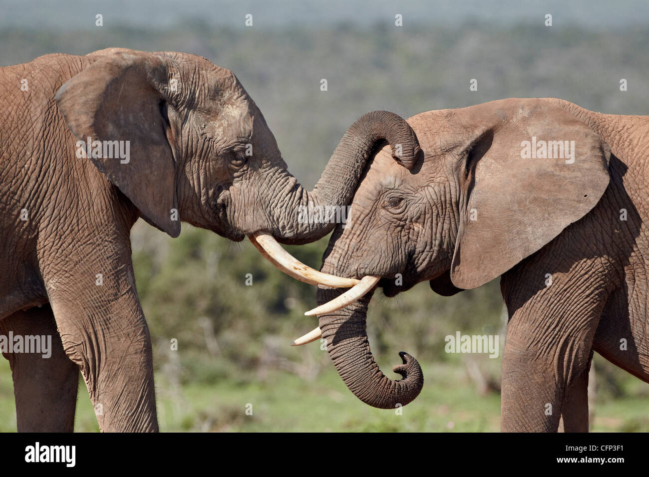 Deux African elephant (Loxodonta africana), l'Addo Elephant National Park, Afrique du Sud, l'Afrique Banque D'Images