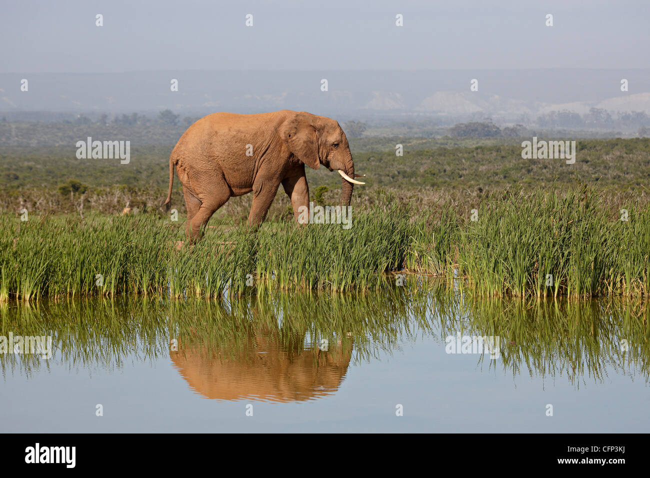 L'éléphant africain (Loxodonta africana), l'Addo Elephant National Park, Afrique du Sud, l'Afrique Banque D'Images