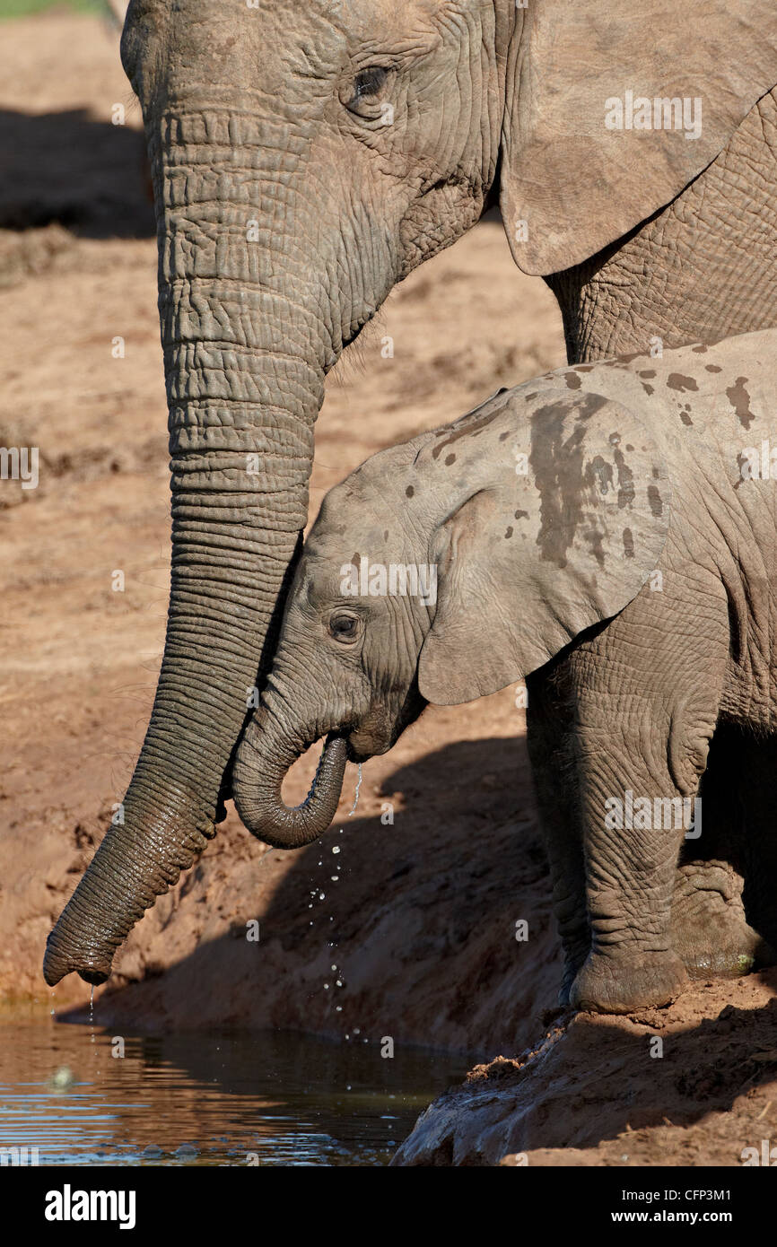L'éléphant africain (Loxodonta africana) adulte soutenant un bébé boire, Addo Elephant National Park, Afrique du Sud, l'Afrique Banque D'Images