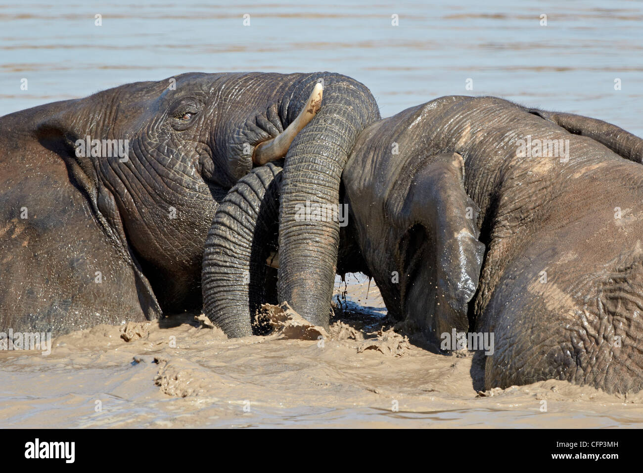 Deux African elephant (Loxodonta africana) jouant dans l'eau, l'Addo Elephant National Park, Afrique du Sud, l'Afrique Banque D'Images