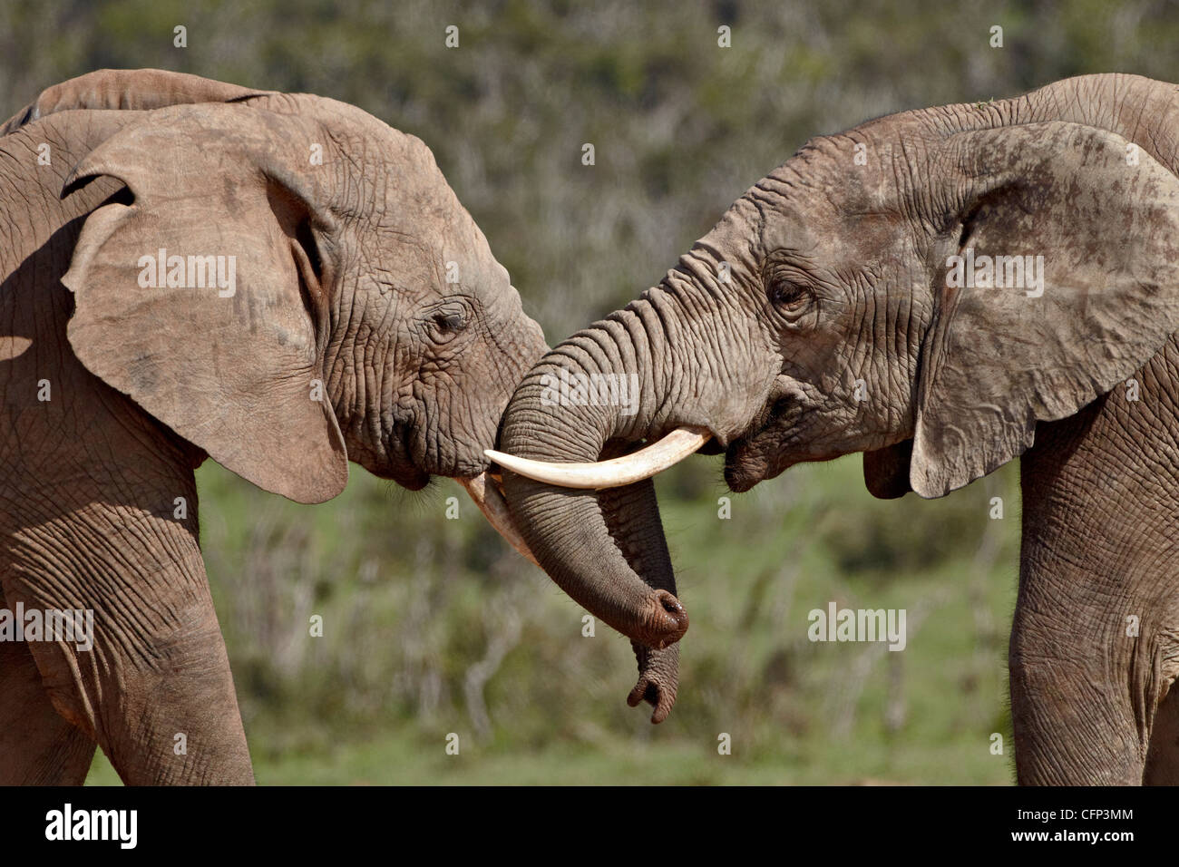Deux African elephant (Loxodonta africana) face à face, l'Addo Elephant National Park, Afrique du Sud, l'Afrique Banque D'Images