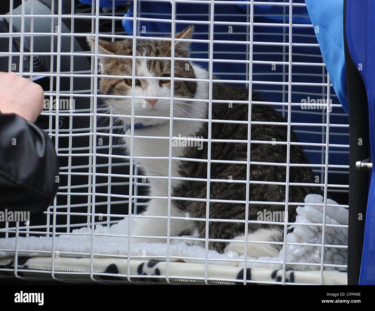 Larry, le nouveau chat de Downing Street de Battersea Dogs and Cats Home, arrive au 10 Downing Street à Londres, le mardi (15Feb11). On espère Larry va se passer d'un rat qui a été repéré à l'extérieur de l'édifice gouvernemental récemment Londres, Angleterre - 15.02.11 ** Non disponible pour publication en Fra Banque D'Images