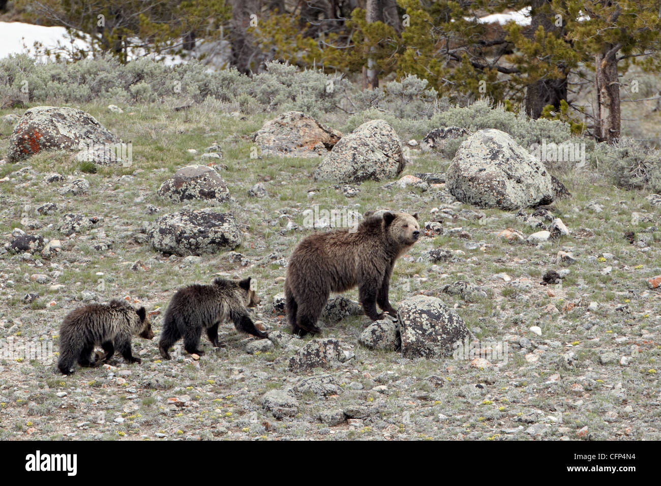 Ours grizzli (Ursus arctos horribilis), Wyoming, États-Unis d'Amérique, Amérique du Nord Banque D'Images