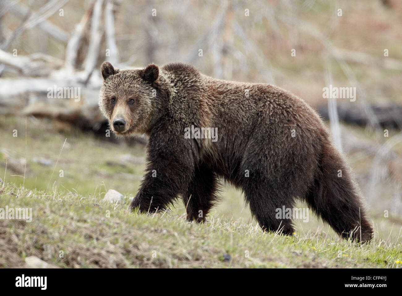 Ours grizzli (Ursus arctos horribilis), Wyoming, États-Unis d'Amérique, Amérique du Nord Banque D'Images