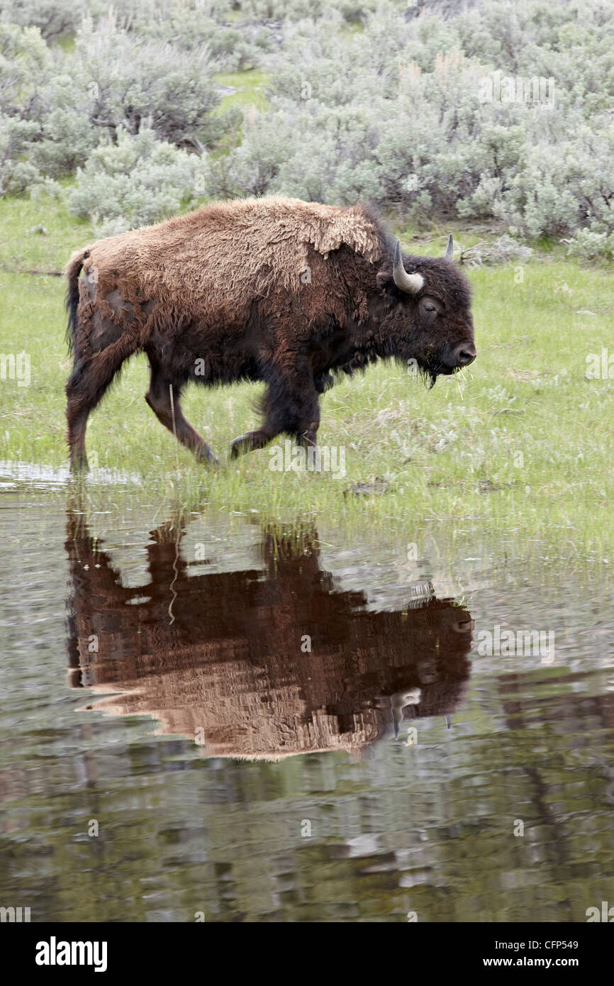 Bison (Bison bison), Wyoming, États-Unis d'Amérique, Amérique du Nord Banque D'Images