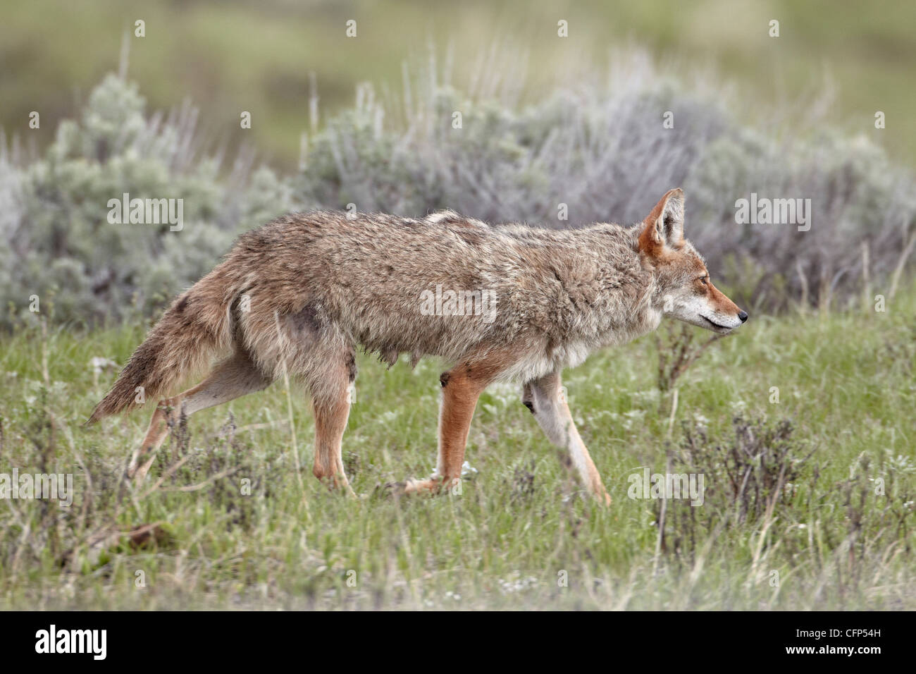 Le Coyote (Canis latrans), le Parc National de Yellowstone, UNESCO World Heritage Site, Wyoming, États-Unis d'Amérique, Amérique du Nord Banque D'Images
