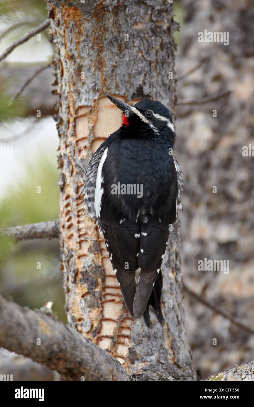 Homme de Williamson (Sphyrapicus thyroideus), Wyoming, États-Unis d'Amérique, Amérique du Nord Banque D'Images