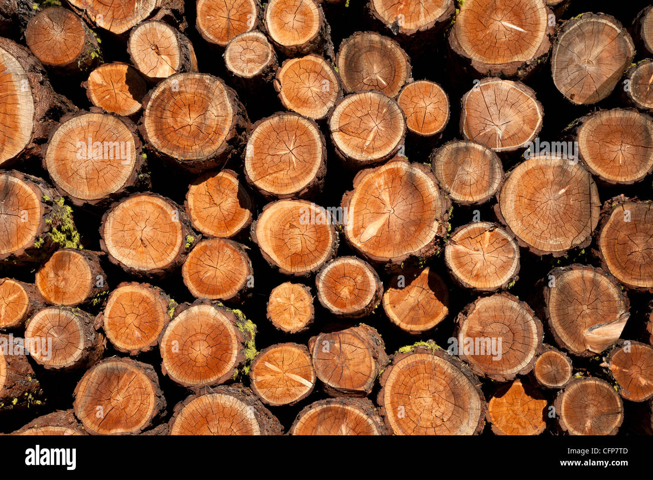 Log pile, Val d'Herens, Valais, Suisse, Europe Banque D'Images