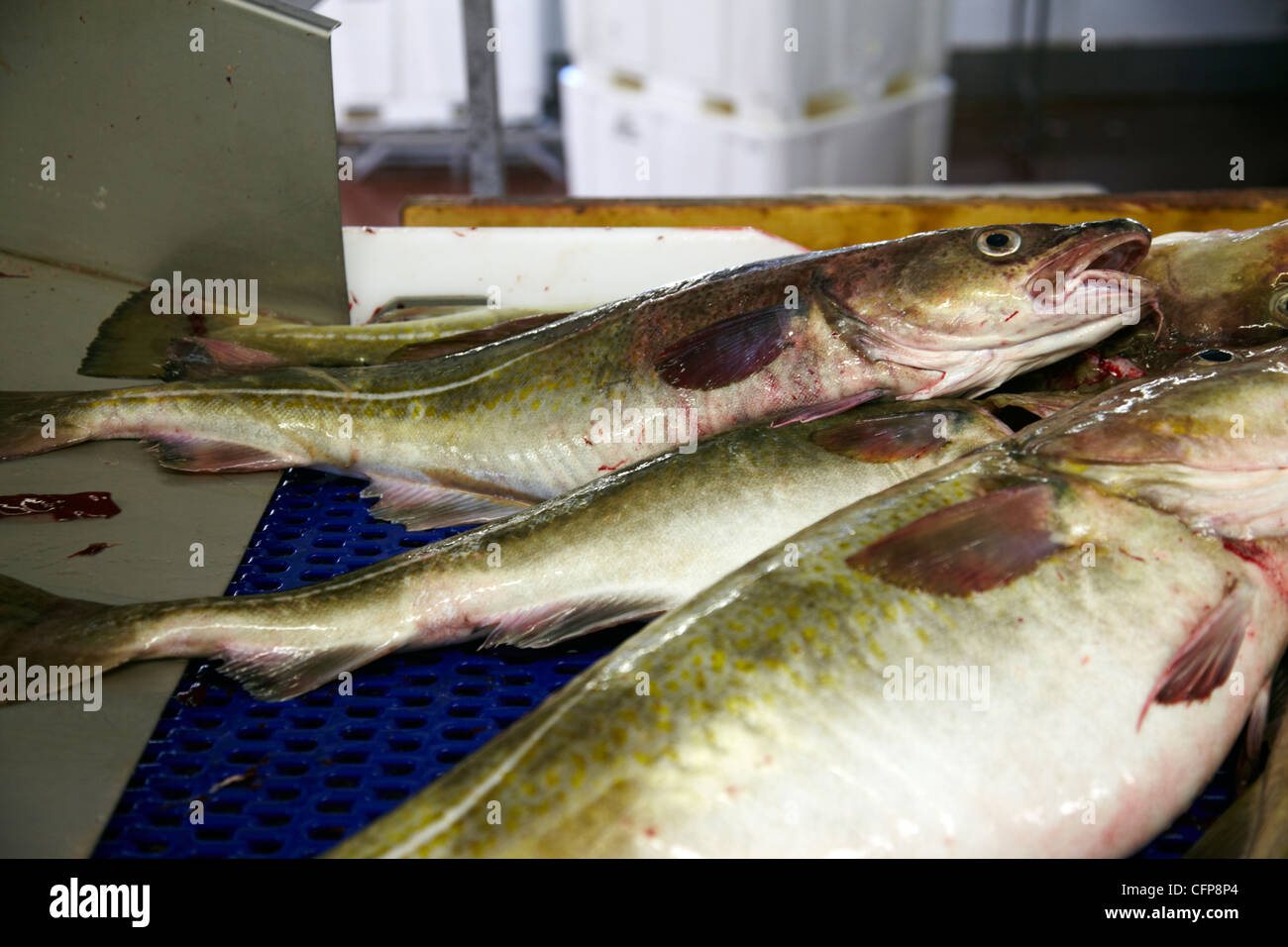 Dans une usine de poisson Röst, Lofoten, Norvège Banque D'Images