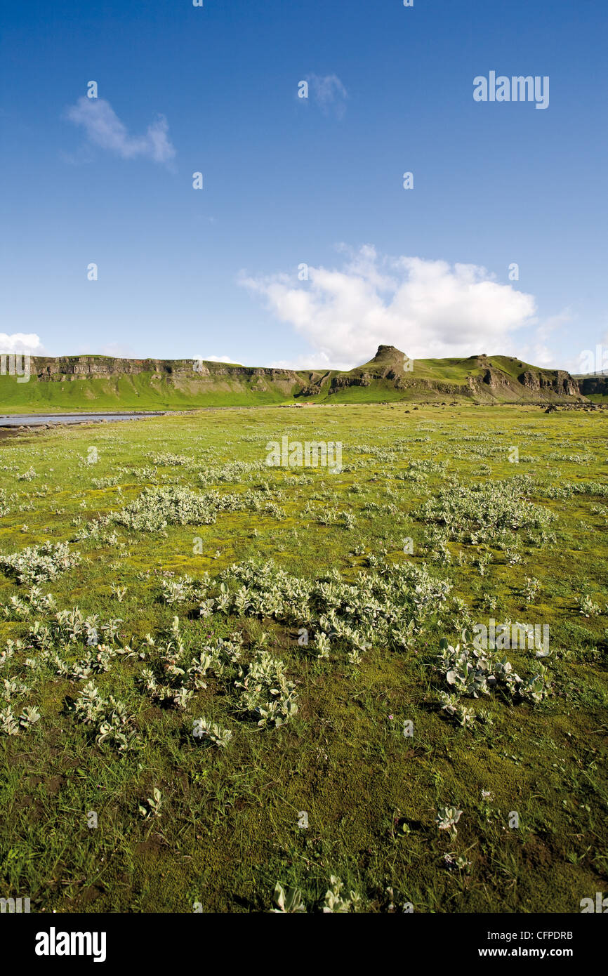 Campagne le long de la Route 1 entre Kirkjubæjarklaustur et Kalfafell, Islande Banque D'Images