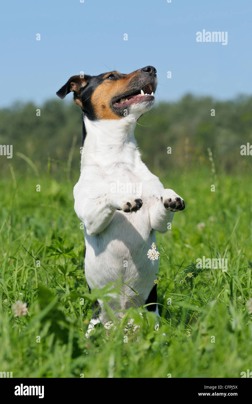 Jack Russel chien mendier dans un pré Banque D'Images