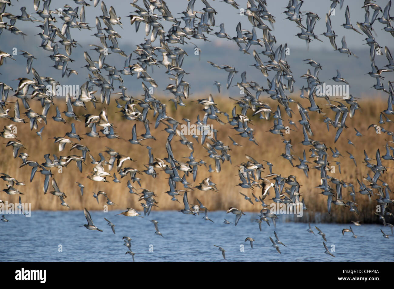 Troupeau de Barge à queue noire, limosa, Limaosa en vol. Kent, UK Banque D'Images