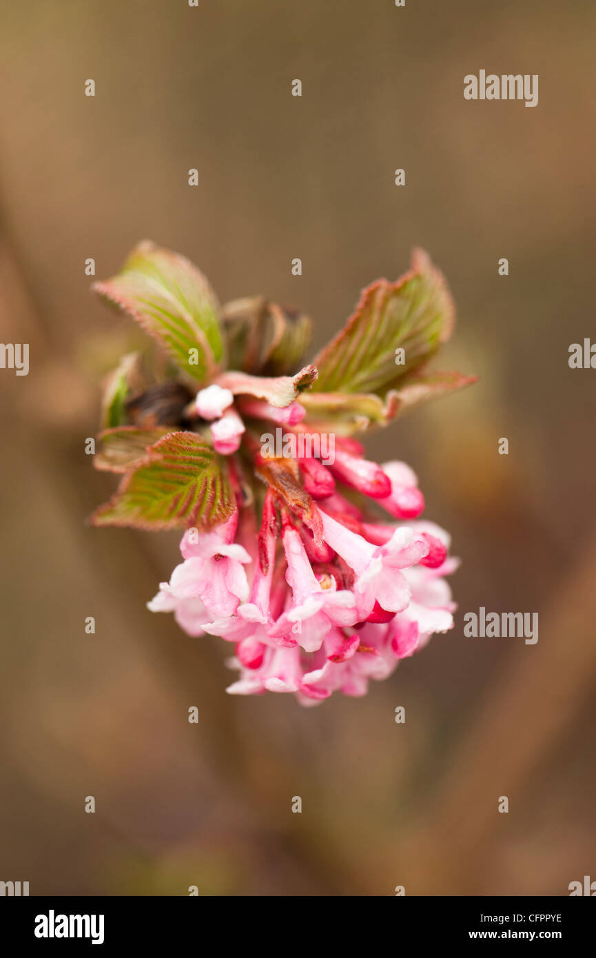 Viburnum Bodnantense 'Dawn' - Arbuste Caduc Résistant Pour Jardin - Pot 3L - Plante Extérieure Robuste