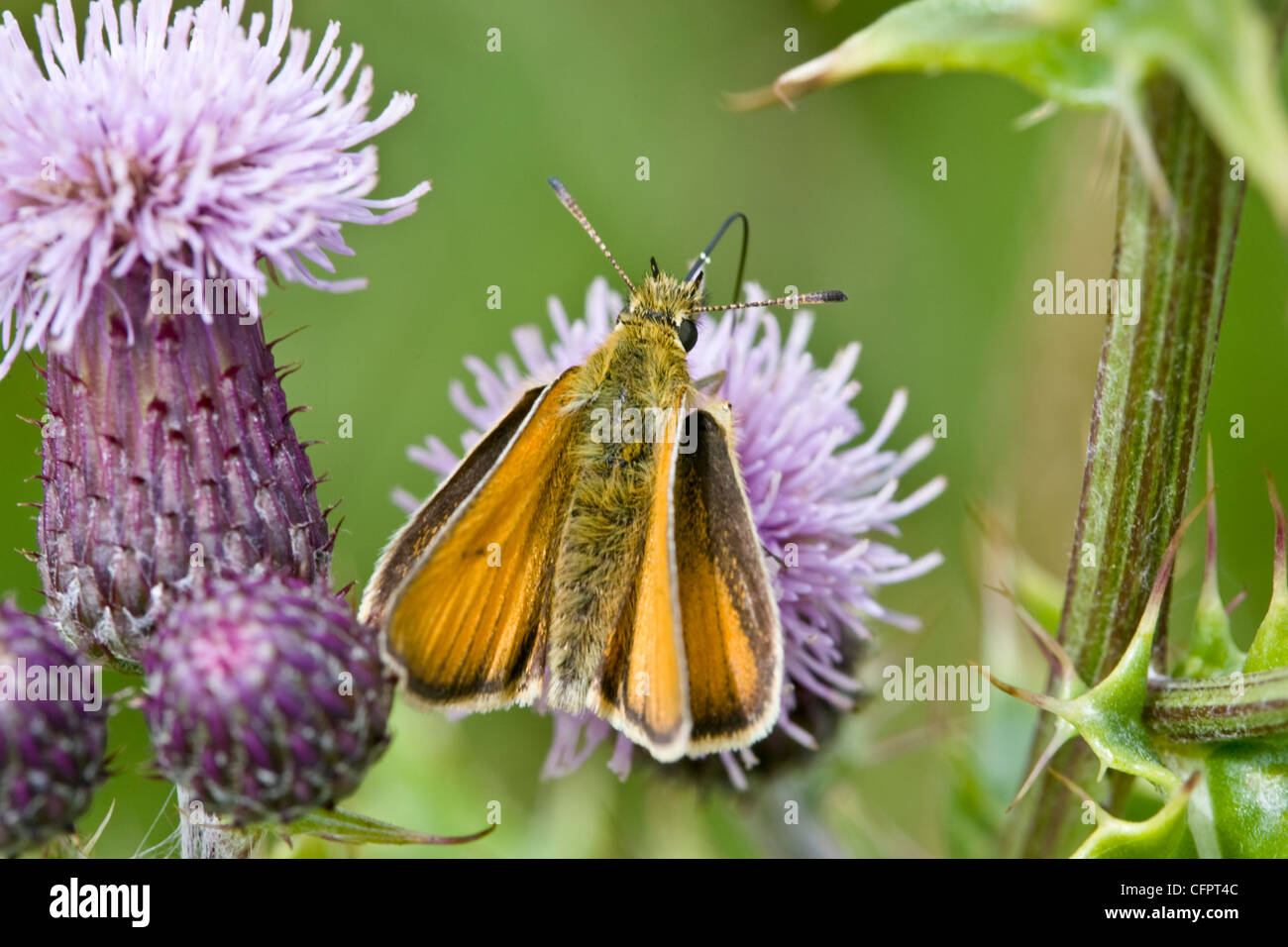 Grand Patron Papillon, Ochlodes sylvanus, se nourrissant de fleurs de chardon, Oxfordshire, UK. Banque D'Images