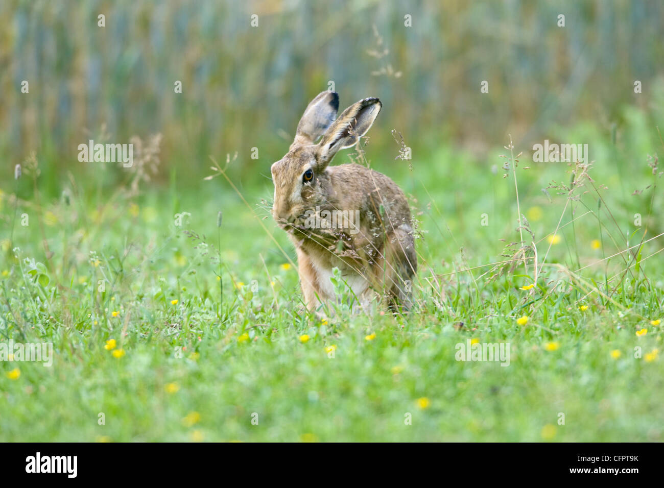 Lièvre brun ou européenne, Lepus europaeus en marge de champ Champ de récolte, le toilettage Oxfordshire, UK Banque D'Images