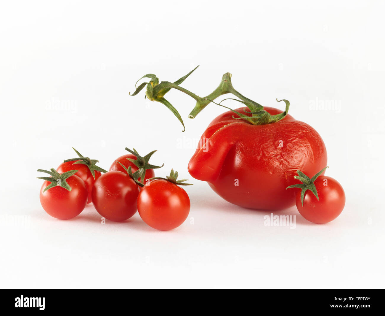 Il s'agit d'un drôle et polyvalent image concernant les tomates in front of white background. (En photo studio) Banque D'Images