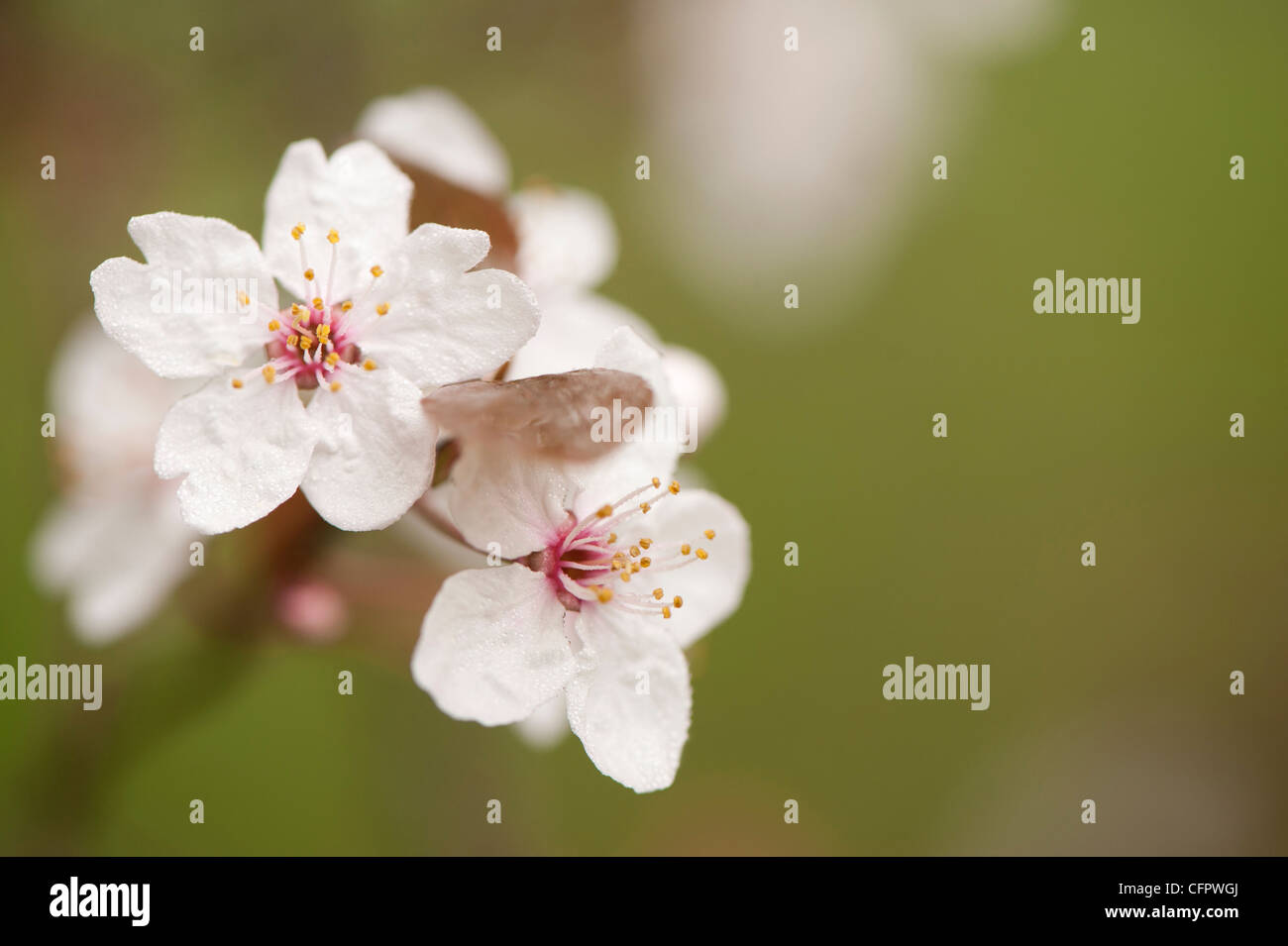 Prunus cerasifera 'Pissardii', Purple-Leaved prune, blossom Banque D'Images