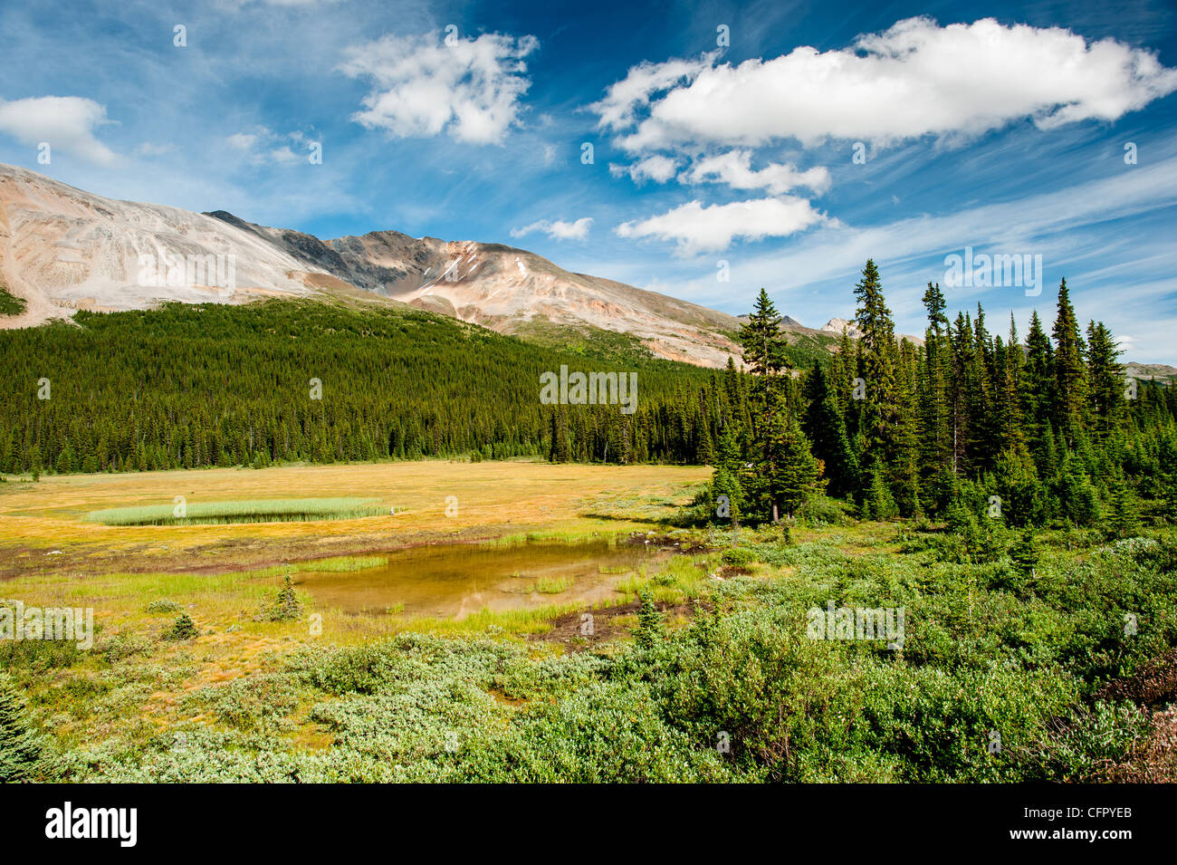 La clairière de la forêt dans le parc national de Banff, Canada Banque D'Images