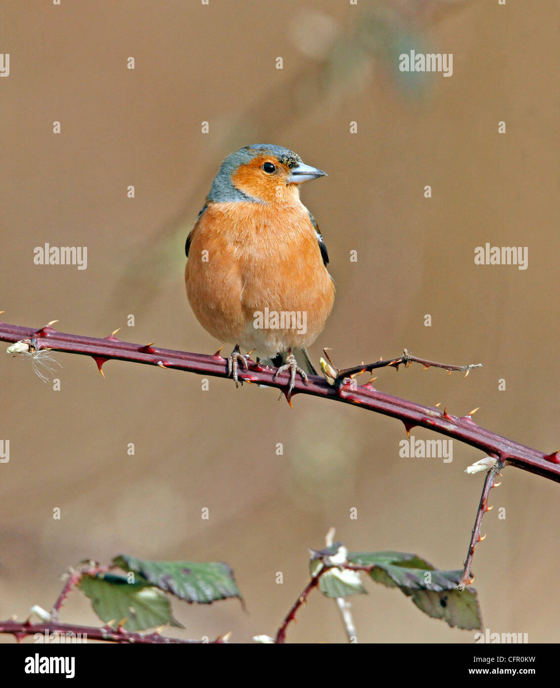 Chaffinch Fringilla coelebs, mâle Banque D'Images