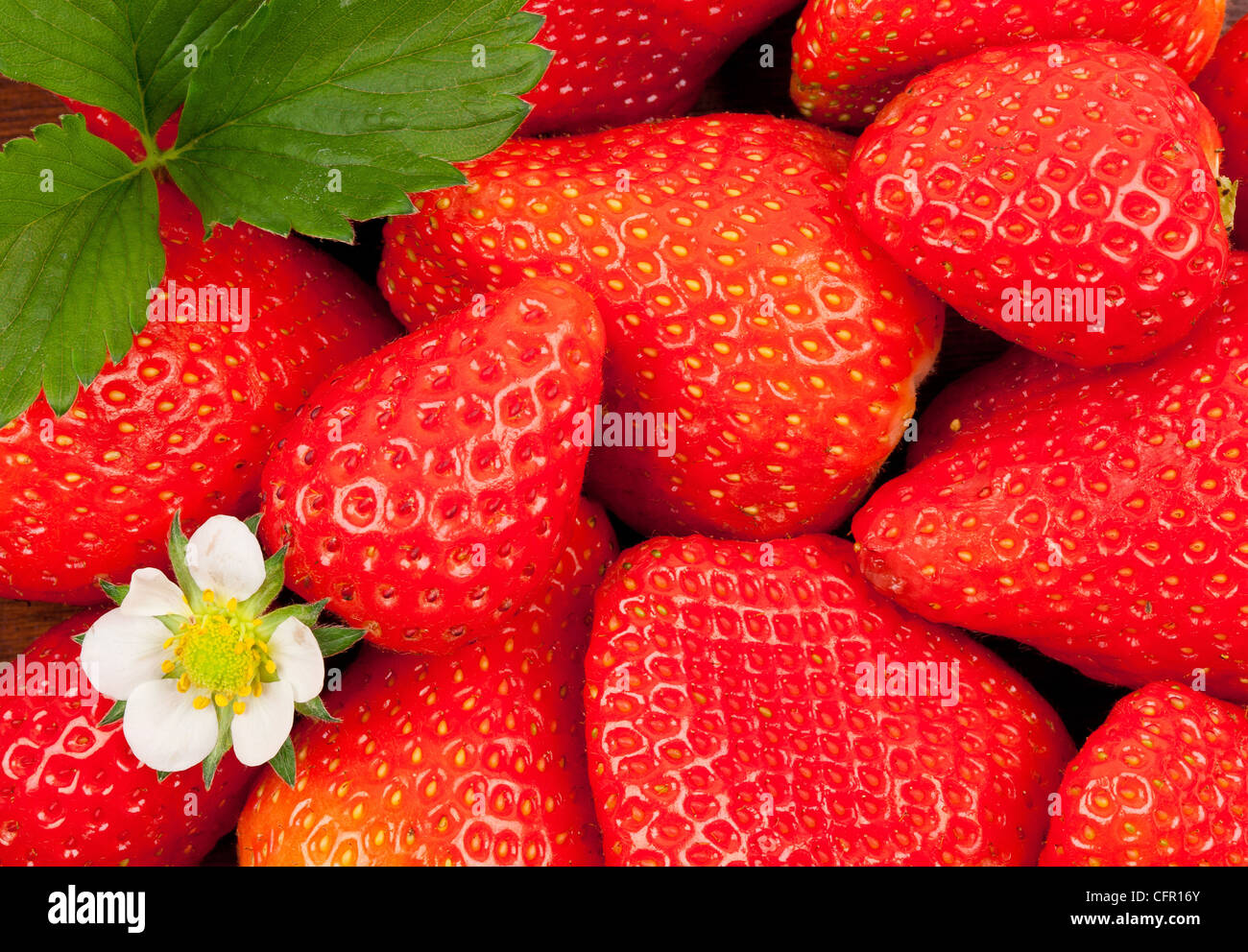 Fraises close-up avec une fraise fleurs et feuilles. Banque D'Images