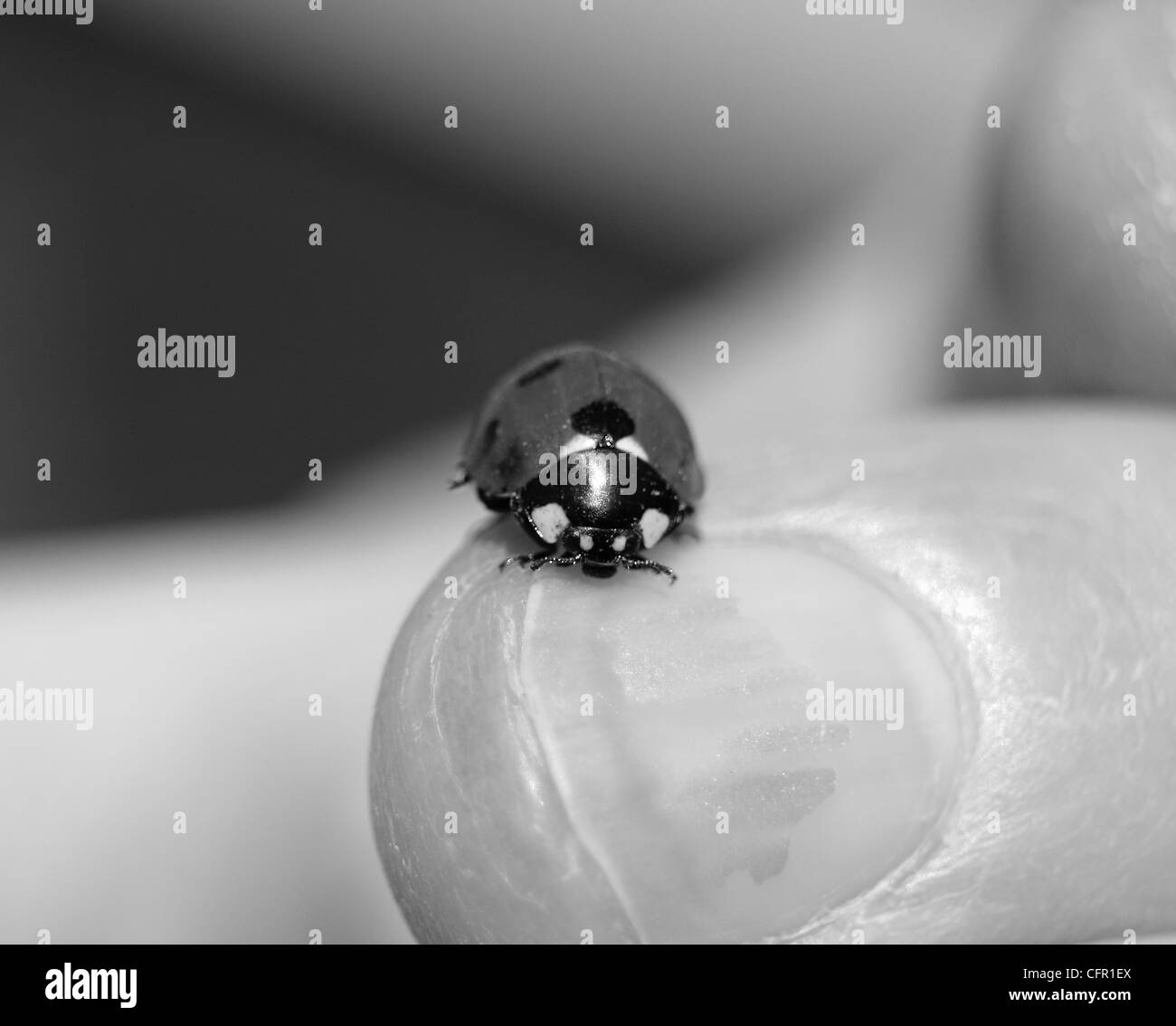 Noir Et Blanc Coccinelle Assis Sur Un Doigt Photo Stock Alamy