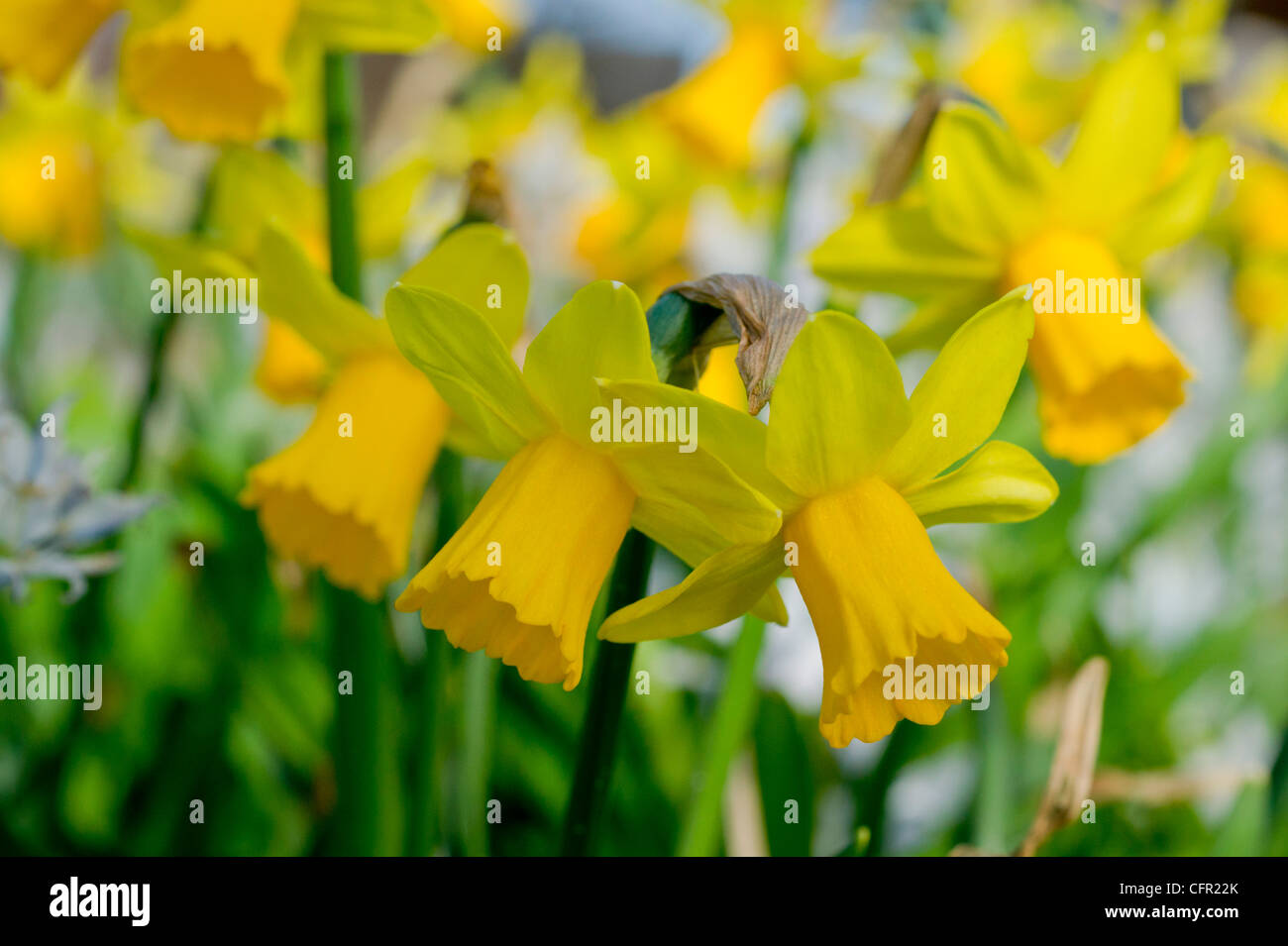 Les jonquilles au printemps Banque D'Images