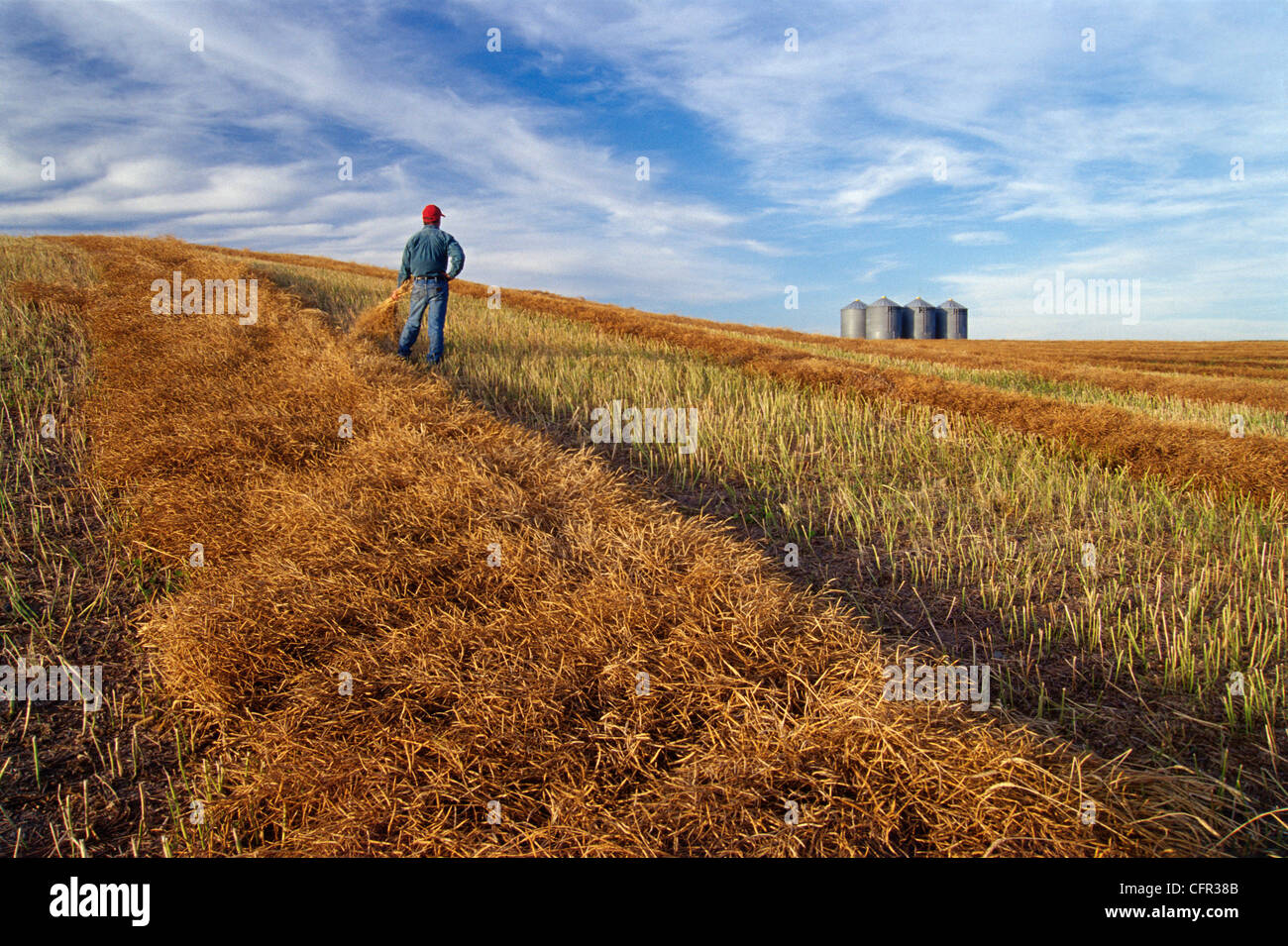 Agriculteur de champ de canola, Tiger Hills, au Manitoba Banque D'Images