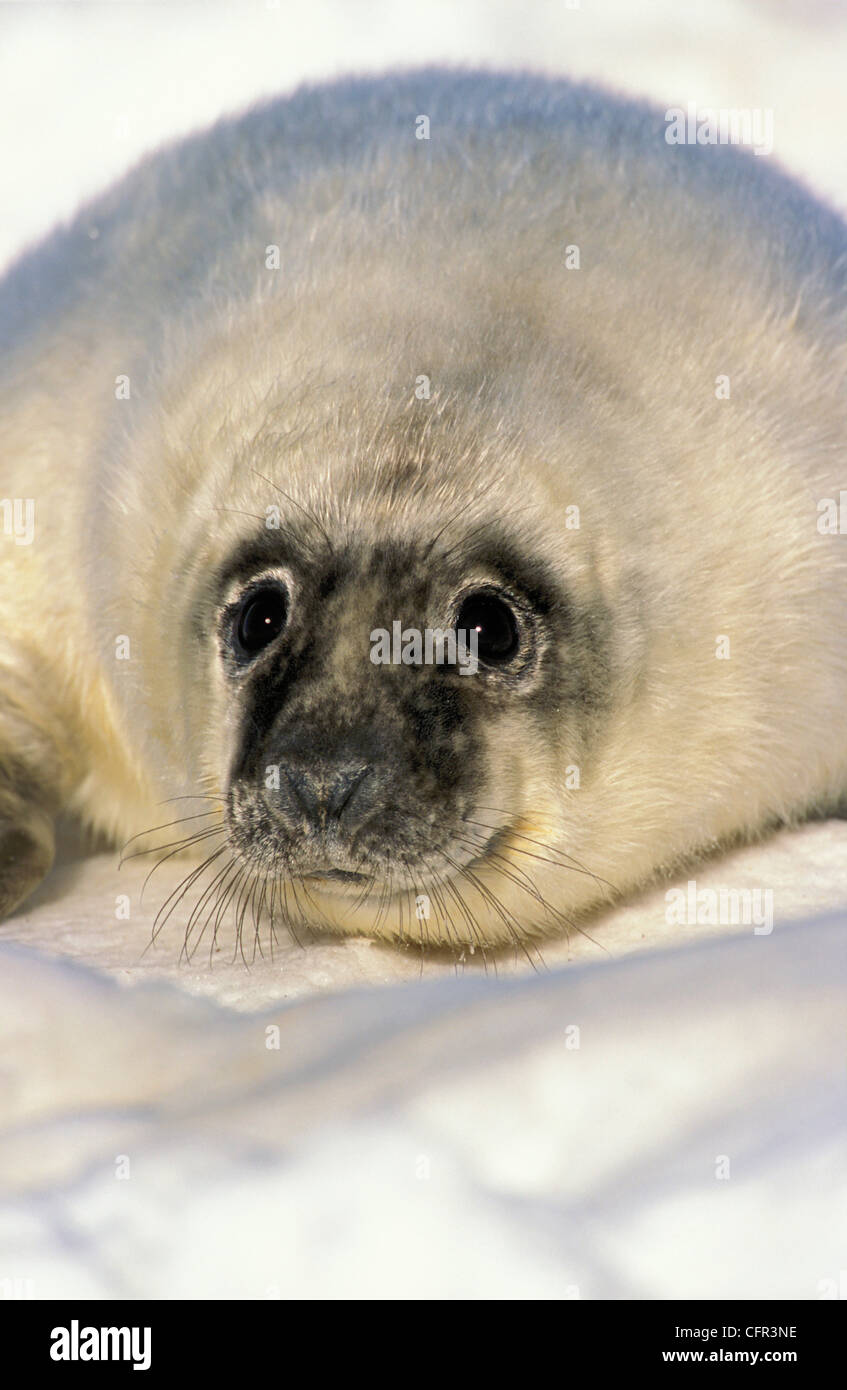 Nouveau-né de bébés phoques gris (Halichoerus grypus), détroit de Northumberland, en Nouvelle-Écosse Banque D'Images