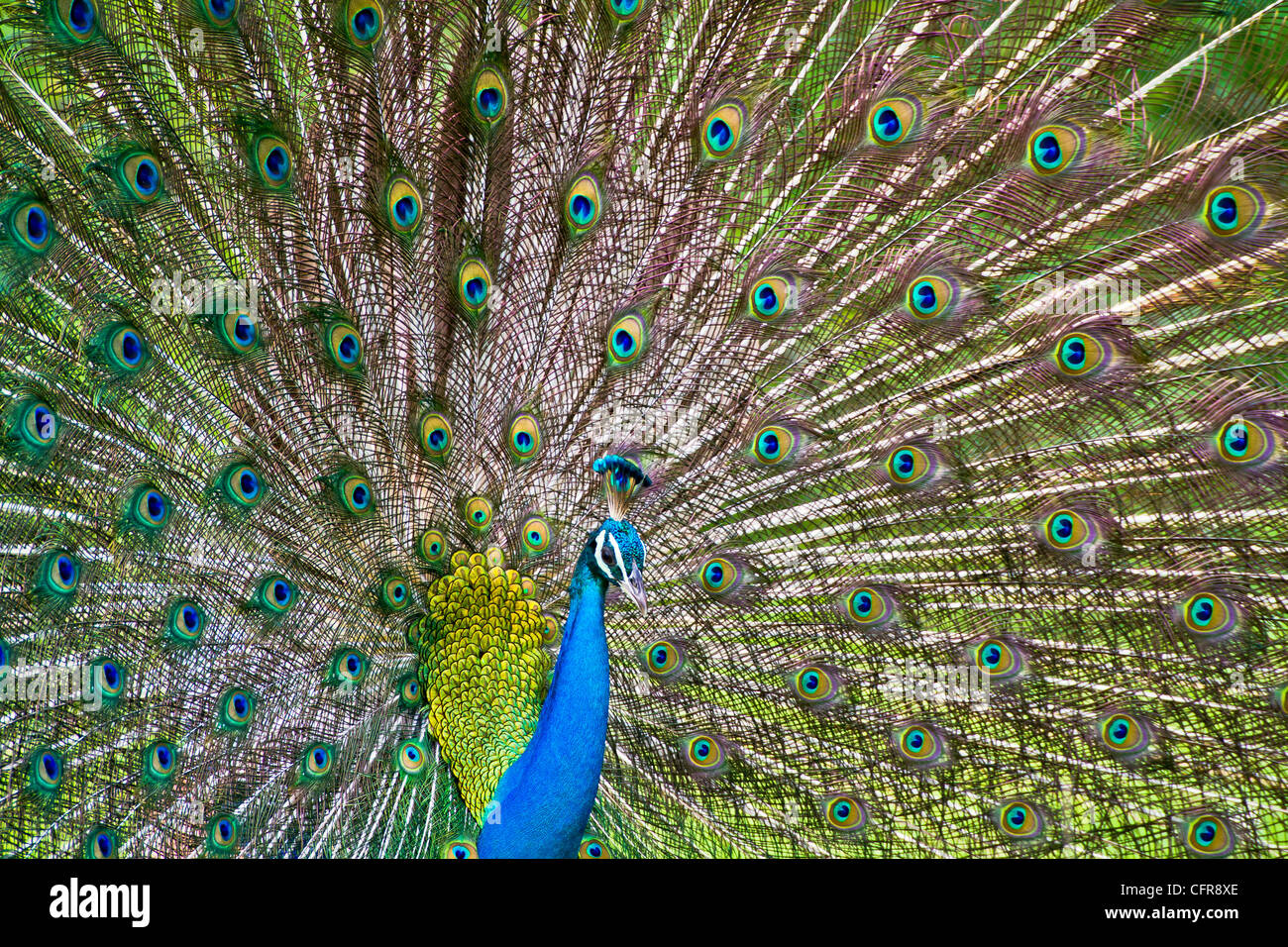 Peacock afficher Banque D'Images