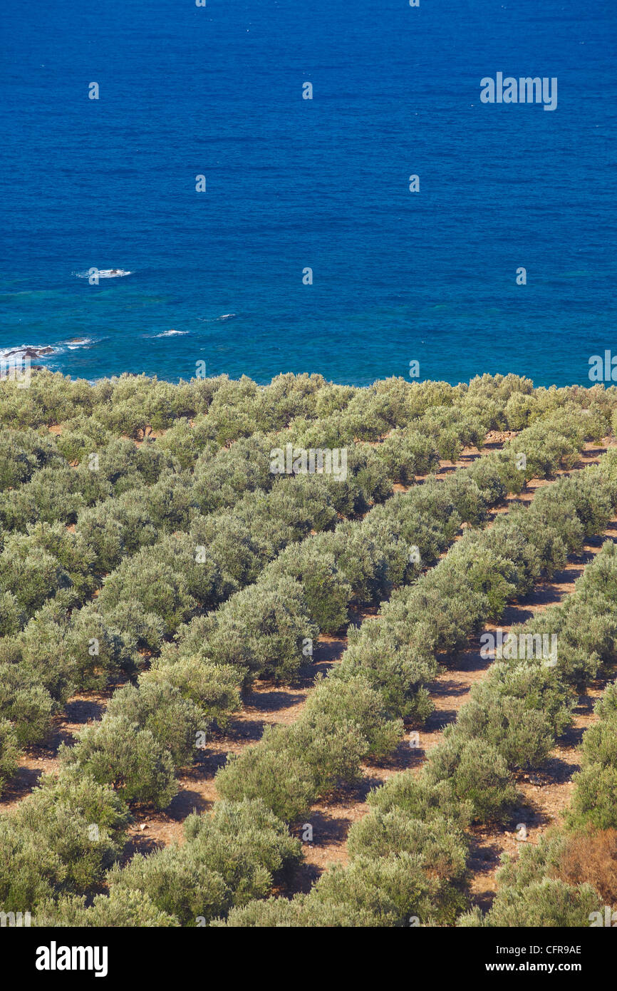 Les oliveraies, Chania, Crète, îles grecques, Grèce, Europe Banque D'Images