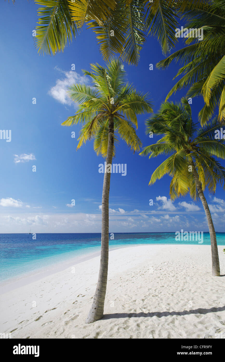 Palmiers sur la plage, Maldives, océan Indien, Asie Banque D'Images