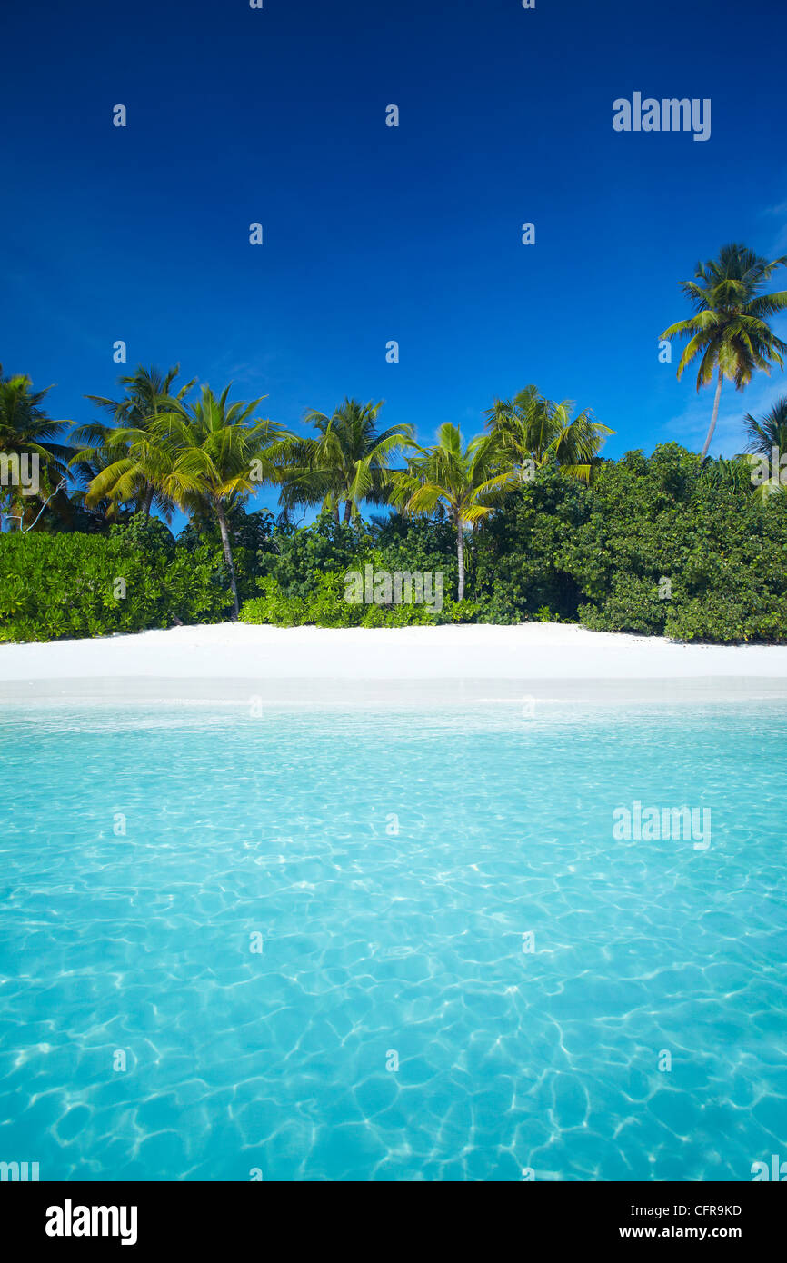 Tropical beach, Maldives, océan Indien, Asie Banque D'Images