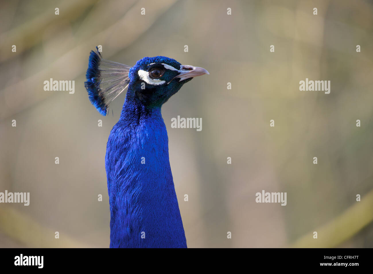 Libre de la tête d'un paon bleu Banque D'Images