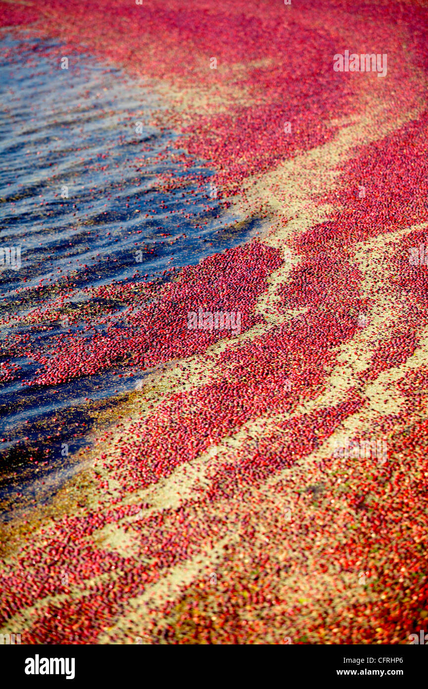 Mauricie bois franc Banque de photographies et d’images à haute résolution Alamy Mauricie bois franc Banque de photographies et d’images à haute résolution Alamy