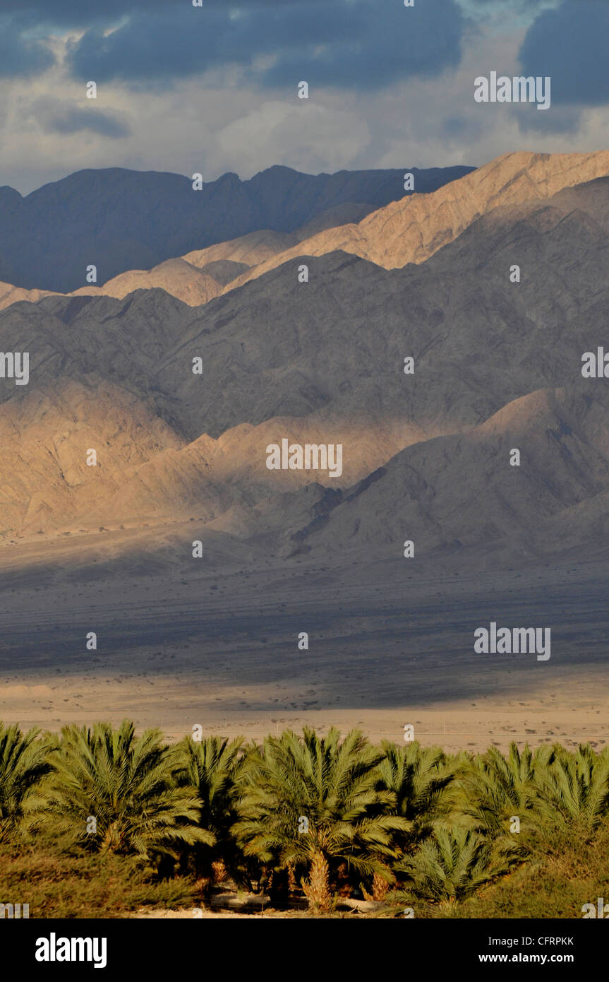 Palmiers dans le désert du Néguev. Mts d'Eilat. Banque D'Images