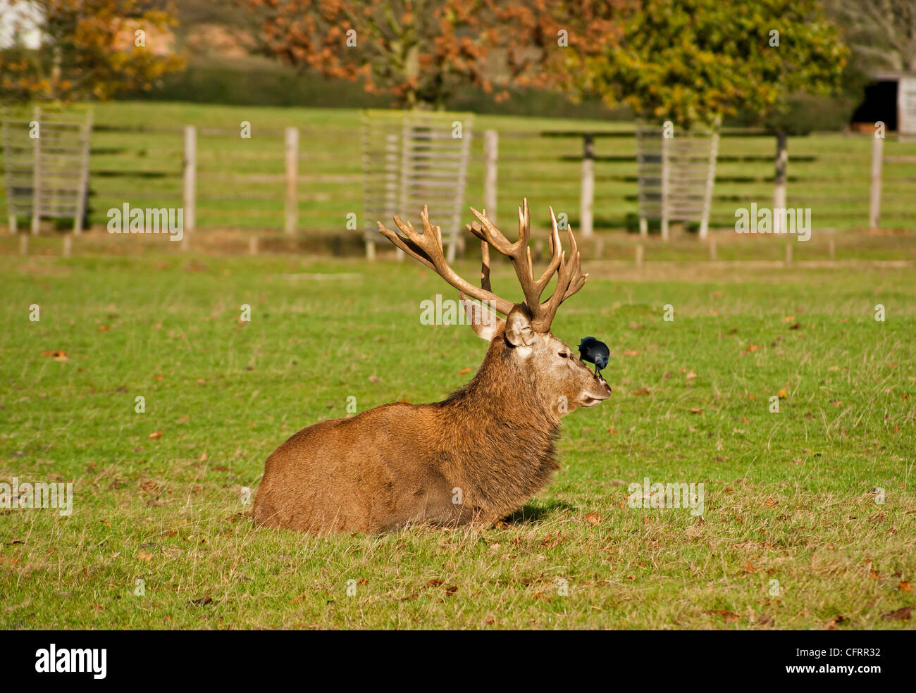 Red Deer stag avec un choucas assis sur son nez farniente au soleil Banque D'Images