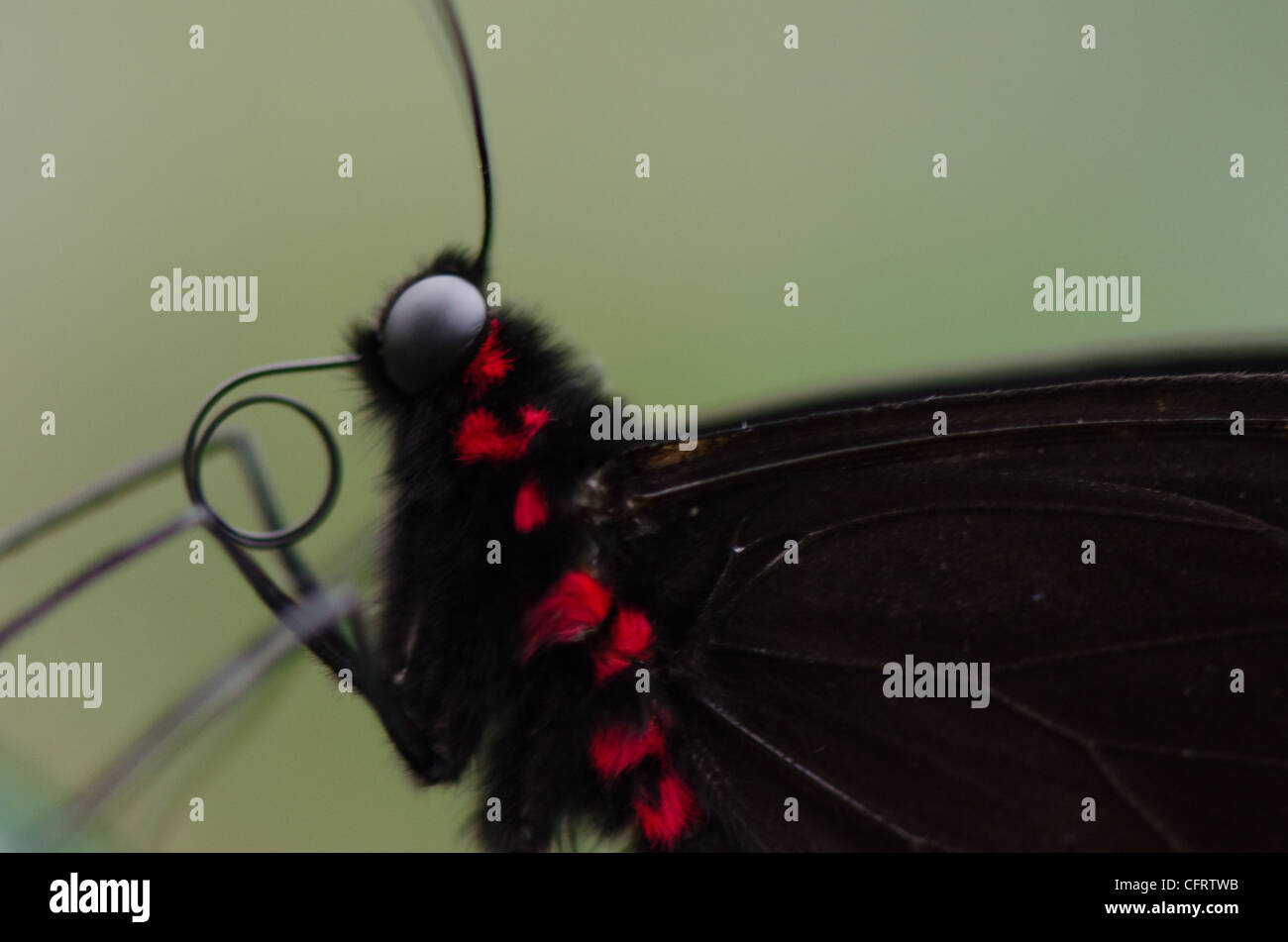 Papillon noir et rouge Banque D'Images