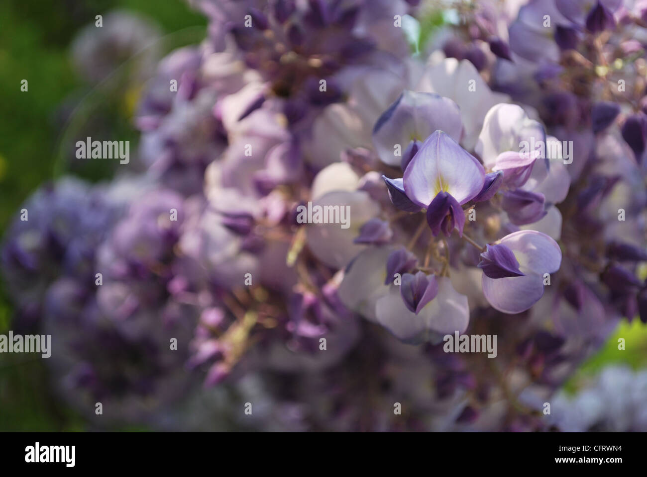 Détail de fleurs glycine violette dans une journée ensoleillée au printemps Banque D'Images