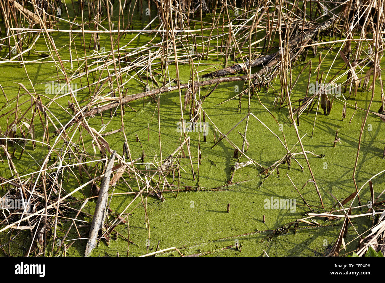 L'étang de l'eau douce à partir d'un flux de mauvaises herbes au printemps Banque D'Images