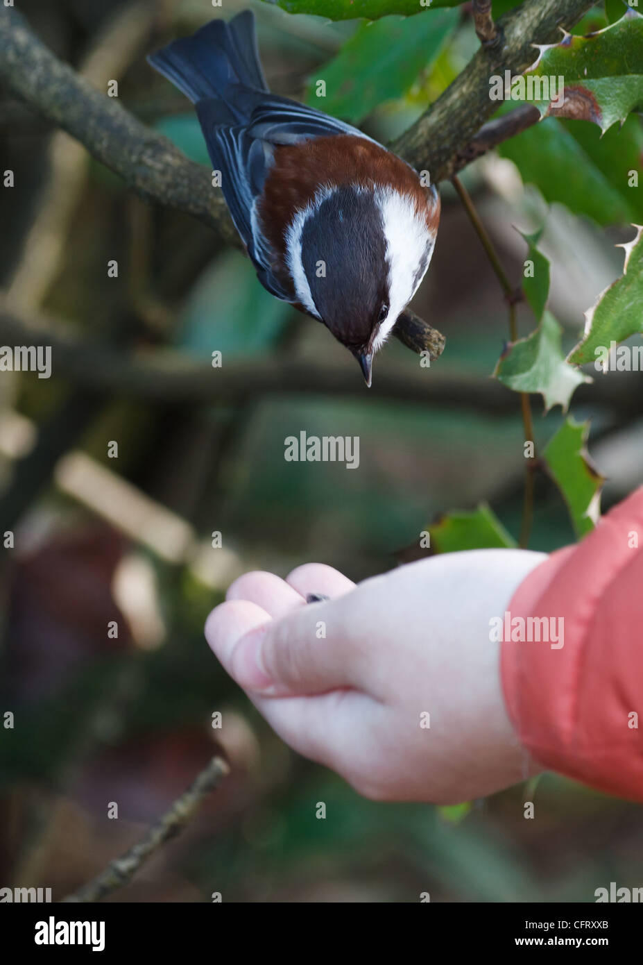 La mésange à dos marron,Chickadee Banque D'Images