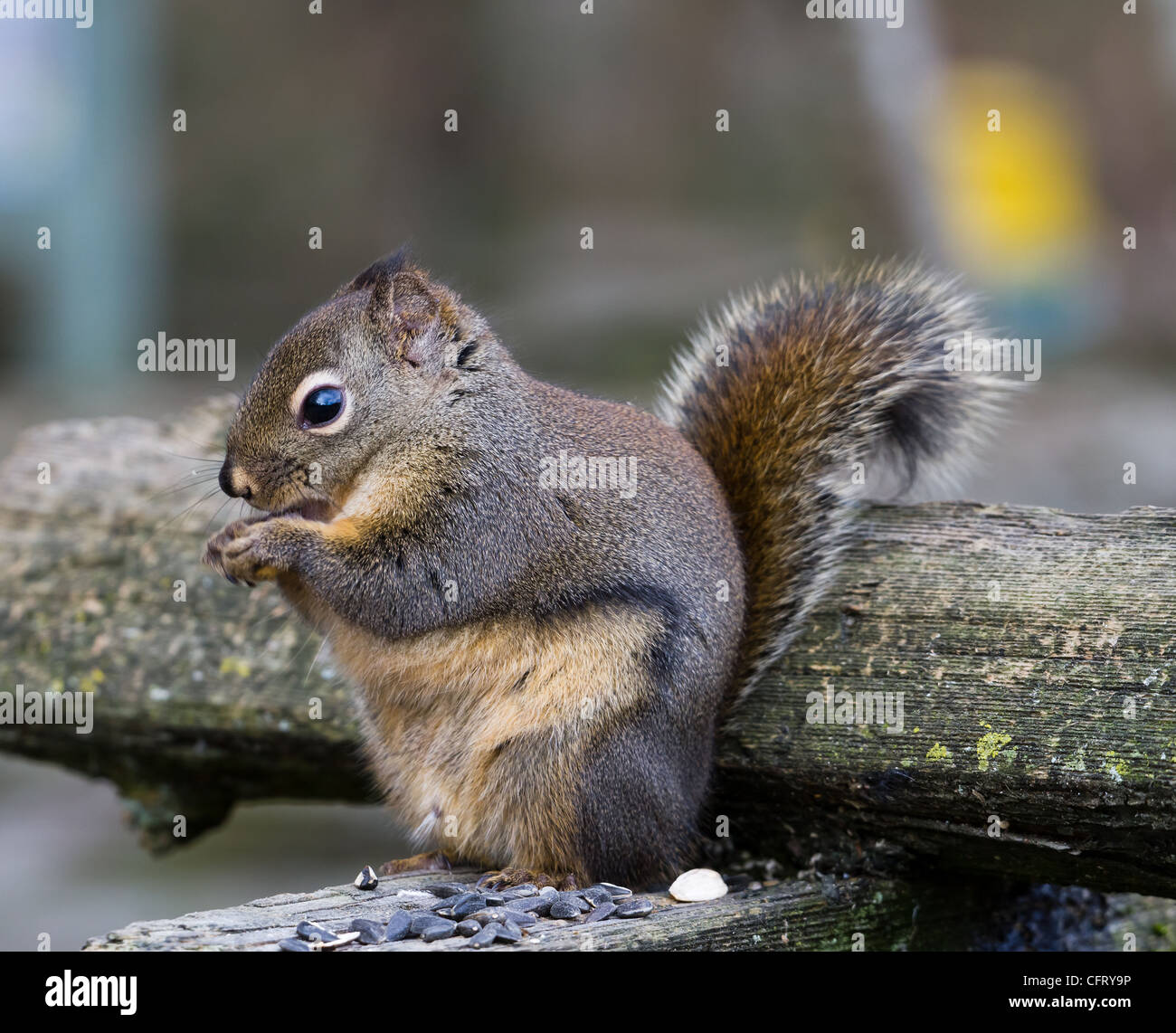 Fox Squirrel close up shot Banque D'Images