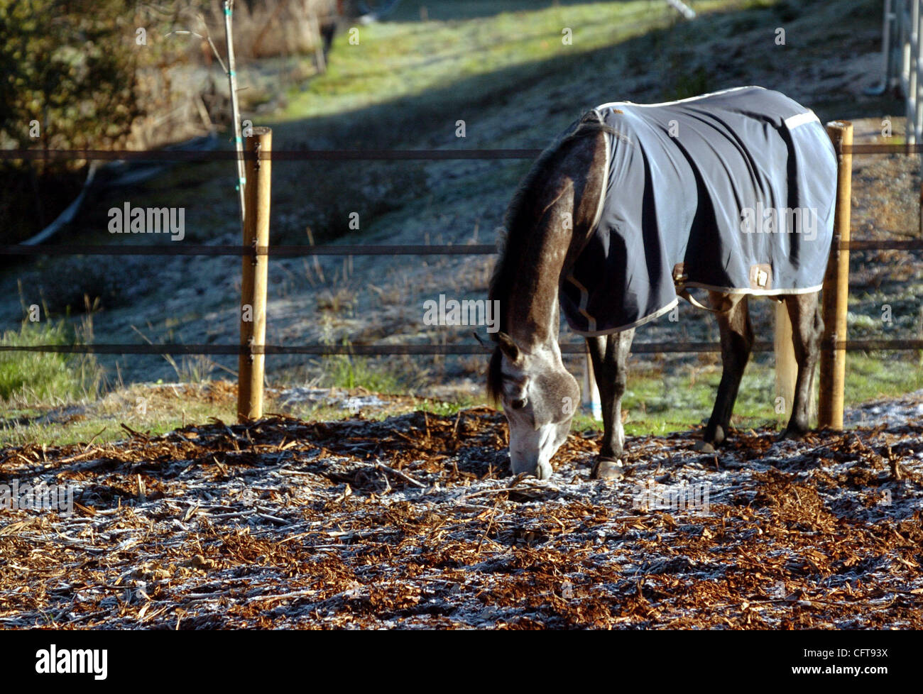 Un cheval à l'acte de foi de fermes dans la région de Walnut Creek conserve le froid avec une veste d'hiver sur un couvert de givre matin, lundi, Décembre 18,2006. Selon les prévisions, le temps doux et ensoleillé au cours de la journée avec le gel généralisé et des bas dans les années 20. (Bob Larson/Contra Costa Times) Banque D'Images