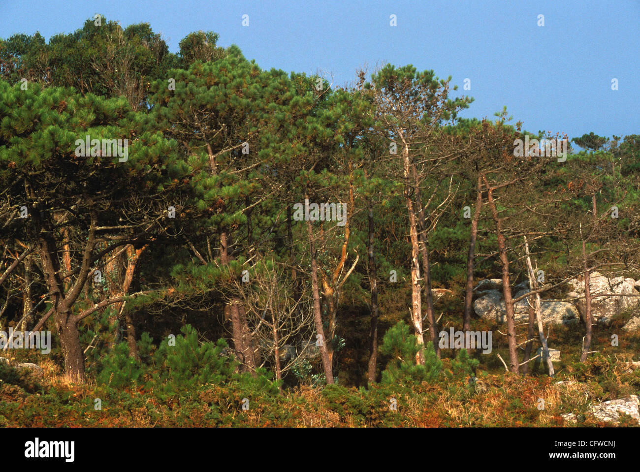 PARQUE NACIONAL DE LAS ISLAS ATLANTICAS. ISLAS CIES VISTA GENERAL DE LAS ISLAS CIES DESDE EL PICO DEL PRINCIPE EN LA MAYOR DE LAS ISLAS, LA ISLA NORTE O DE MONTEAGUDO. Les îles du parc national d'Atlanticas. Cies îles Banque D'Images
