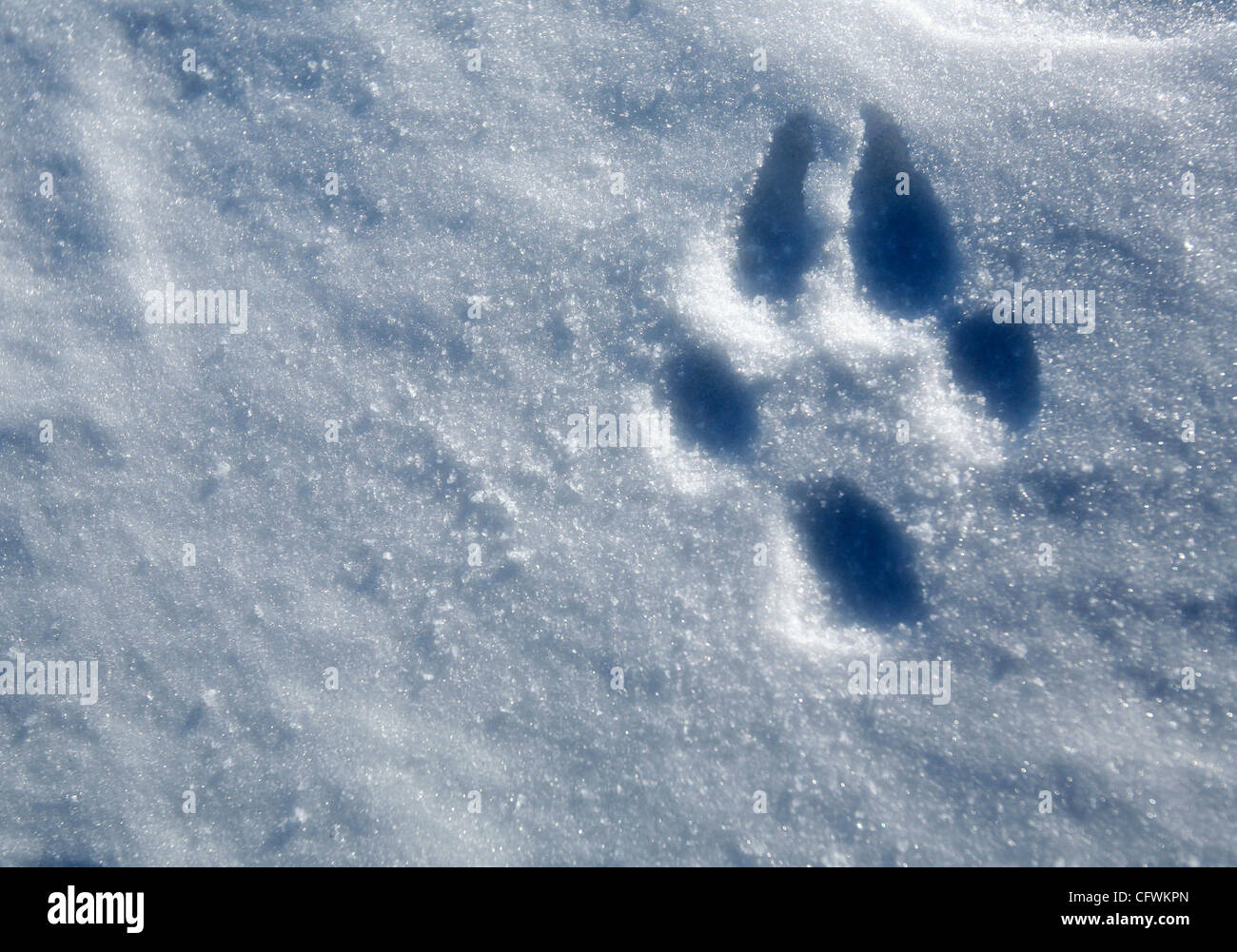 Lempreinte Dun Chien De Traîneau Paul Schurke Les