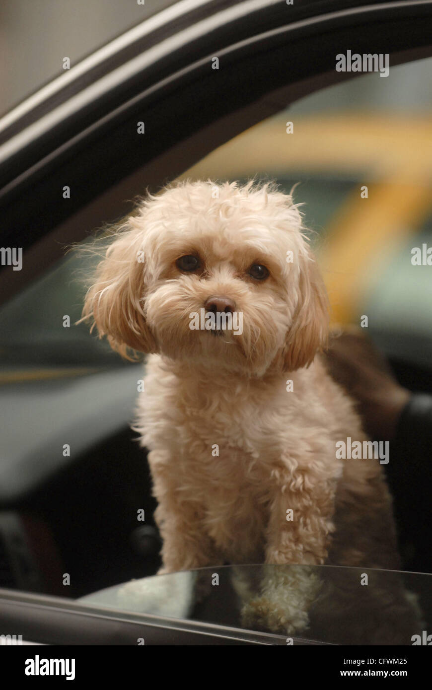 Mar 01, 2007 - New York, NY, USA - Jessica Simpson's dog DAISY, un mélange de caniche maltais attend patiemment dans sa voiture sur le nouveau Yorks et de Blond Ambition tandis que Jessica fonctionne. (Crédit Image : © Dan Herrick-KPA/Dan Herrick/ZUMA Press) Banque D'Images