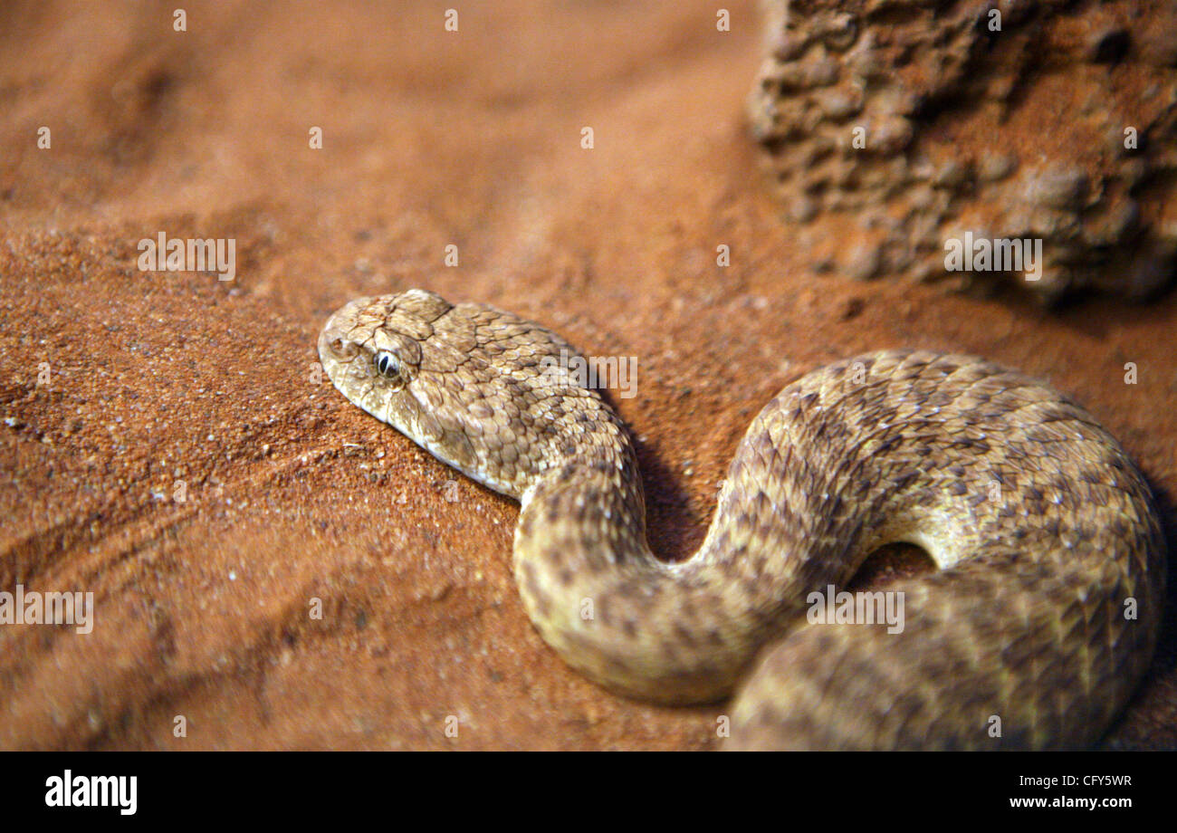 07 mai 2007 - Sydney, NSW, Australie - Un Death Adder serpent, l'une des dix plus de serpents venimeux, au Zoo de Taronga à Sydney. (Crédit Image : © Marianna Massey Jour/ZUMA Press) Banque D'Images