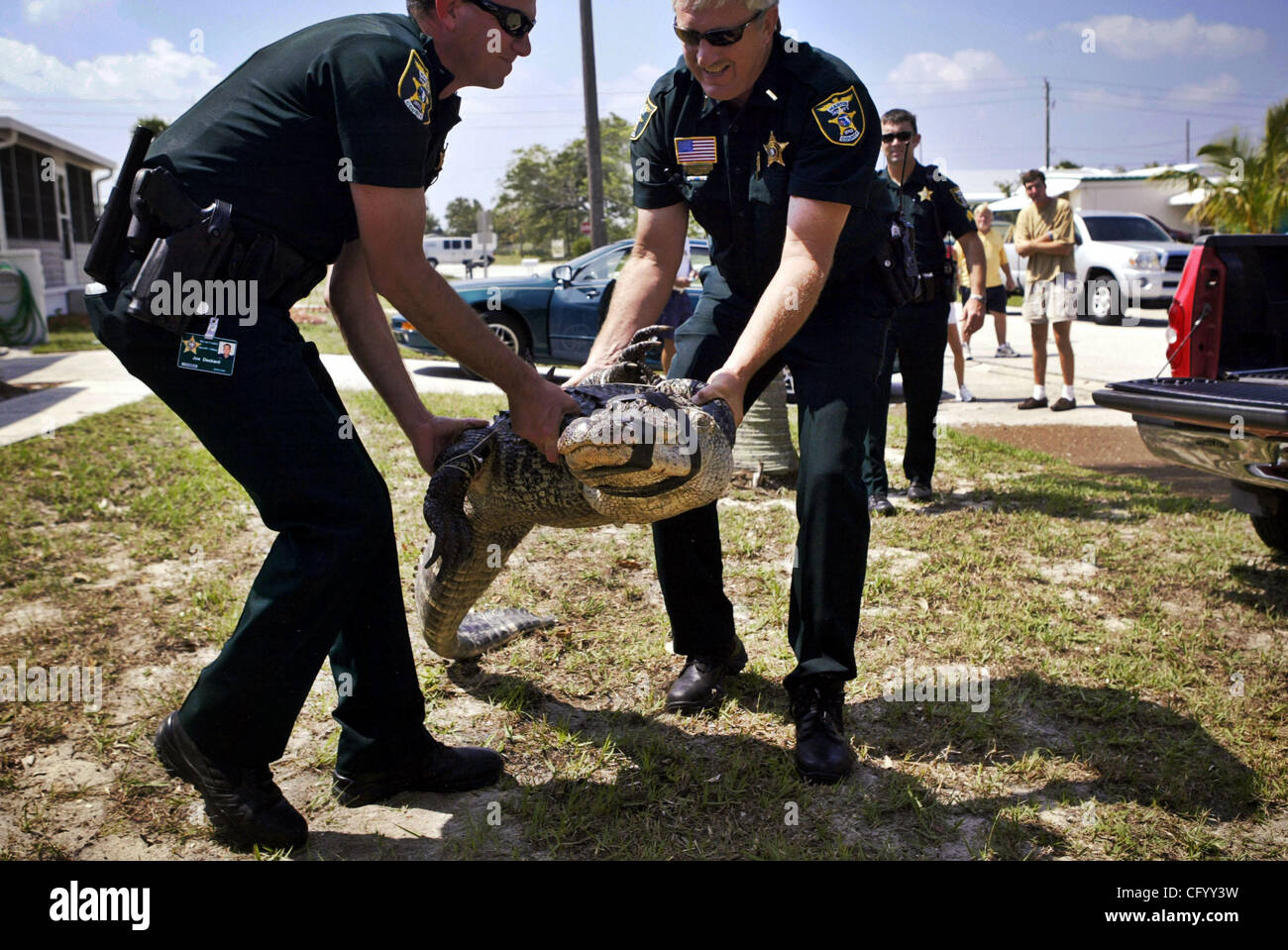 060407 Transports Canada a rencontré le personnel 4 alligator Photos by Erik M. Lunsford/Le Palm Beach Post ---- 0038979A rencontré story par Rachel Simmonson Hobe Sound -- Martin Comté adjoints du shérif Joe Deckard (gauche, cq) et Brian McCandless (droit, cq) transporter un 7 pied, 8 pouces à l'alligator arrière d'une camionnette sur le BOF Banque D'Images