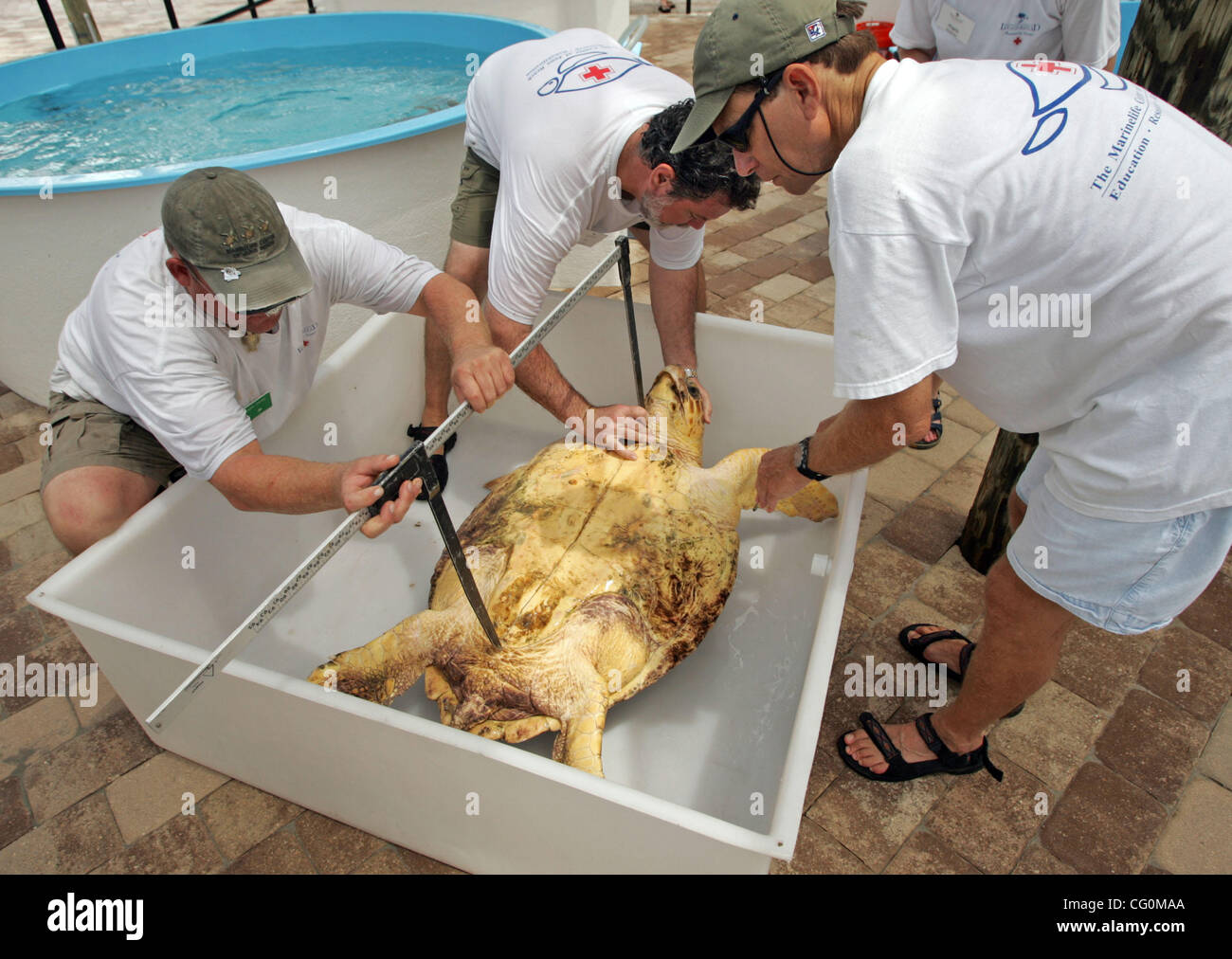 070707 rencontré maman Tortue photo personnel par Allen Eyestone/Le Palm Beach Post--0040244un--Centre Juno Beach, FL...(l à r) Bénévoles Jef (CQ) Otten, Jeff Porter et Joel Penick peser et mesurer une "mère" avant de relâcher la caouanne tortue en l'océan de Loggerhead Marinelife Center situé à 142 Banque D'Images