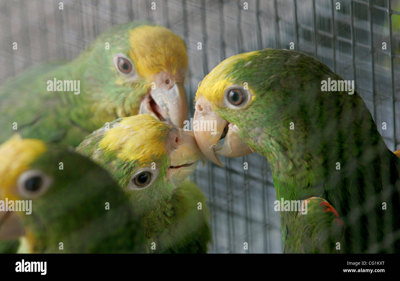 22 août 2007, Otay Mesa, Californie, USA. Mercredi, 149 perroquets exotiques protégés par des Etats-Unis et du droit international, confisqué des contrebandiers à la frontière américaine avec le Mexique, ont été retournés au Mexique à l'Otay Mesa Port d'entrée. Les oiseaux sont de l'amazon et espèces, conure prélevés dans la nature dans Banque D'Images