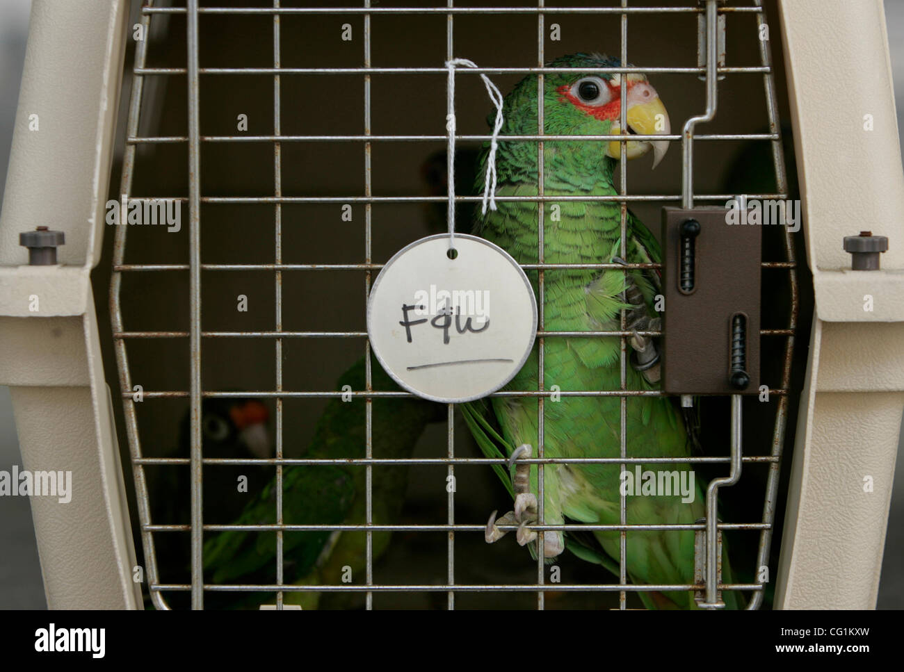 22 août 2007, Otay Mesa, Californie, USA. Une balise de U.S. Fish and Wildlife Service marque une cage holding certaines des 149 perroquets exotiques protégés par des Etats-Unis et du droit international, confisqué des contrebandiers à la frontière américaine avec le Mexique, qui ont été retournés au Mexique mercredi au Port d'Otay Mesa Banque D'Images